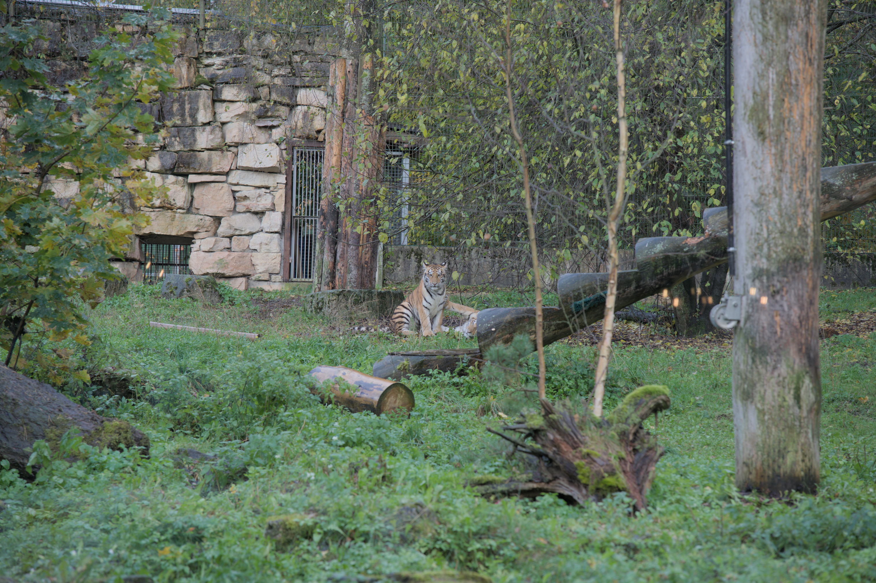 2025/10/12 - zoo/DSC_0119.jpg